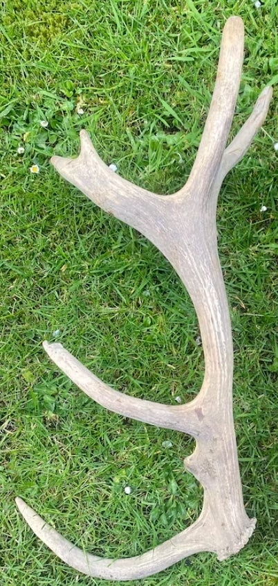 DEER ANTLER
