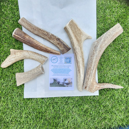 DEER ANTLER